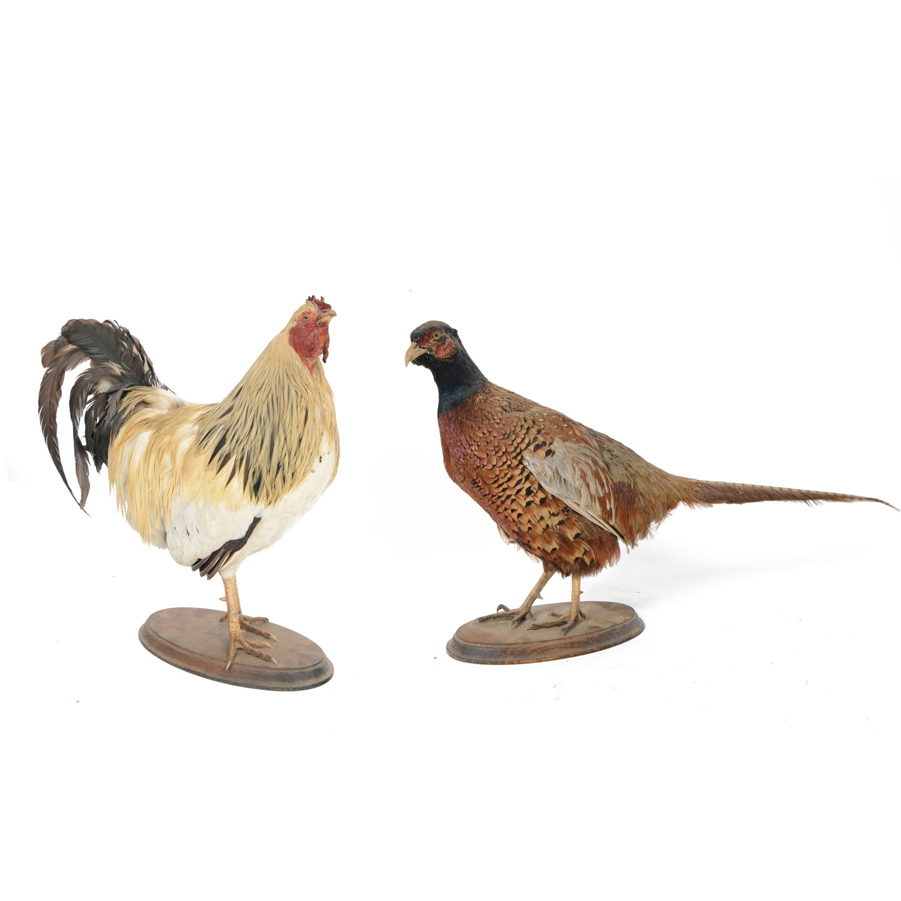 Taxidermy: Cockerel (Gallus gallus domesticus), full adult mount with head turning slightly to the right, on open display, together with taxidermy Pheasant (Phasianus colchicus), full adult male mount on open display, cockerel H43cm 