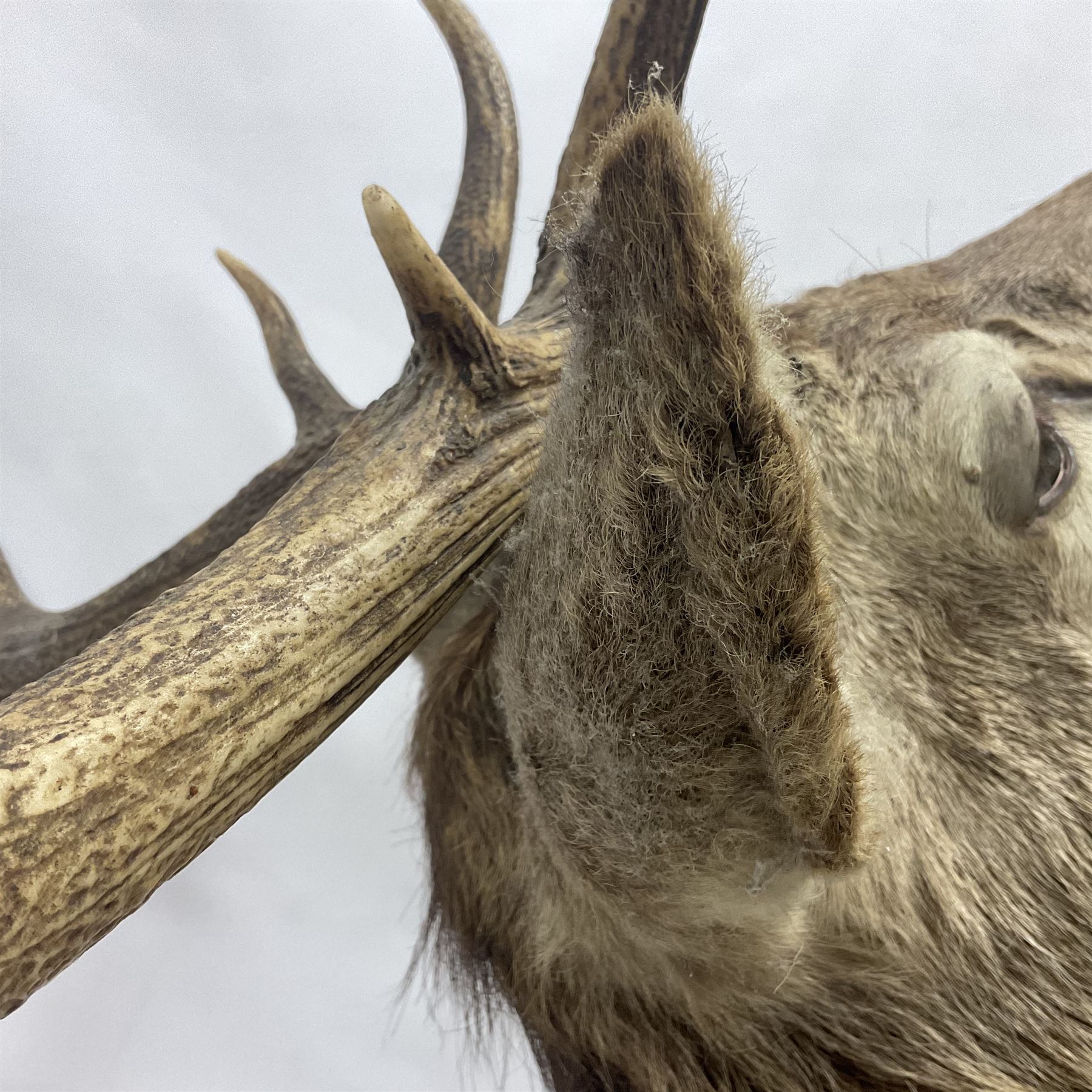Taxidermy: Red Deer (Cervus elaphus), adult male imperial stag shoulder mount looking straight ahead, eleven point antlers, mounted upon a shaped wooden shield, D65cm