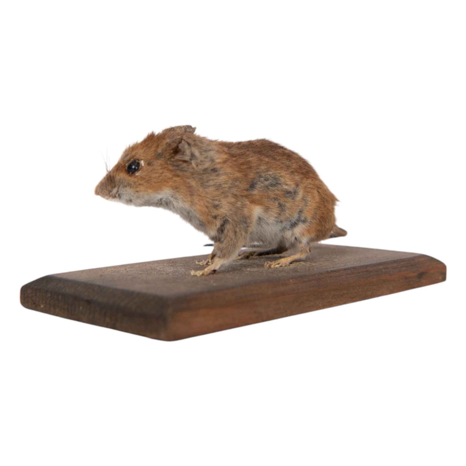 Taxidermy; Eurasian Stoat (Mustela erminea) full adult mount on open display, upon a branch, together with mouse (Apodemus sylvaticus) on open display and mouse skeleton 