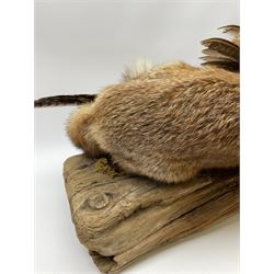 Taxidermy: Red Fox (Vulpes vulpes) with cock pheasant (Phasianus colchicus), open display upon tree mount detailed with moss, mount L64cm  