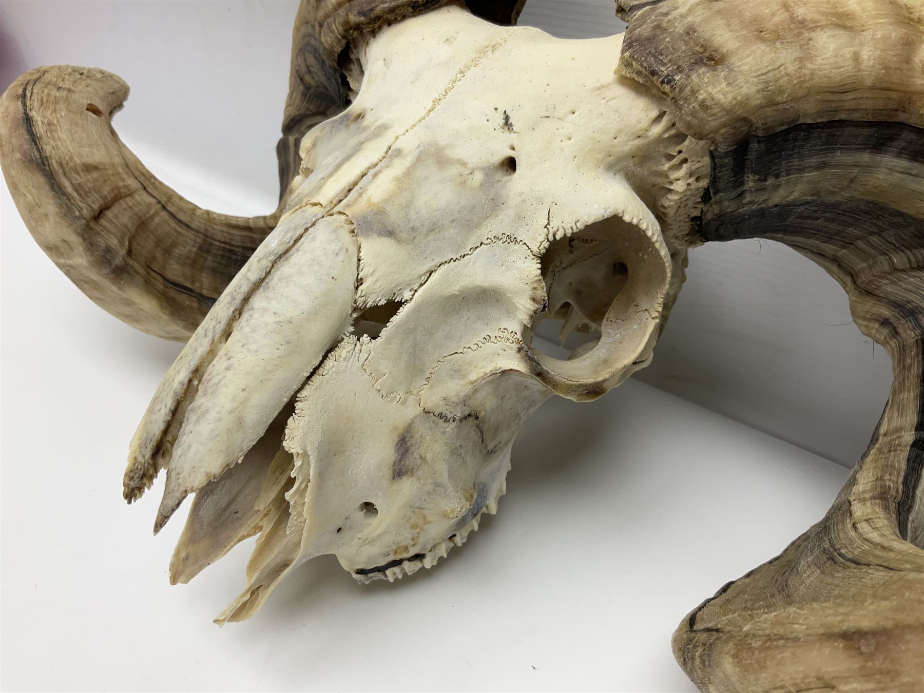 Skulls/Horns: Swaledale Ram Skull, (Ovis aries), set of adult horns on upper skull, H17cm