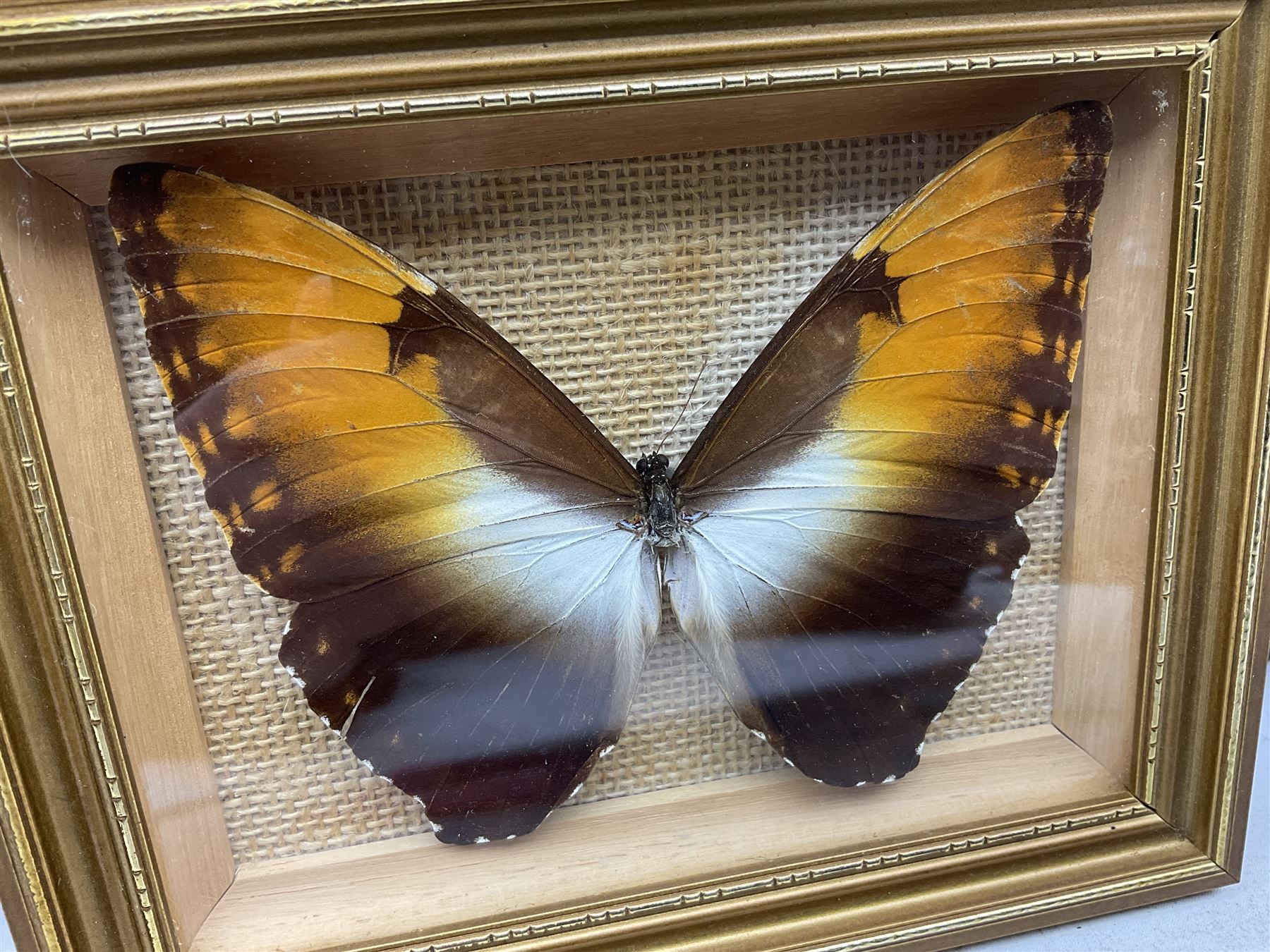 Entomology: Twelve framed displays contain thirteen specimens of tropical moths and butterflies, each mounted within gilt wall hanging picture frames of various sizes, specimens including Morpho Godarti, Caligo idomeneus, Cisseis morpho, Cathosia biblis etc, largest L35cm W30cm 