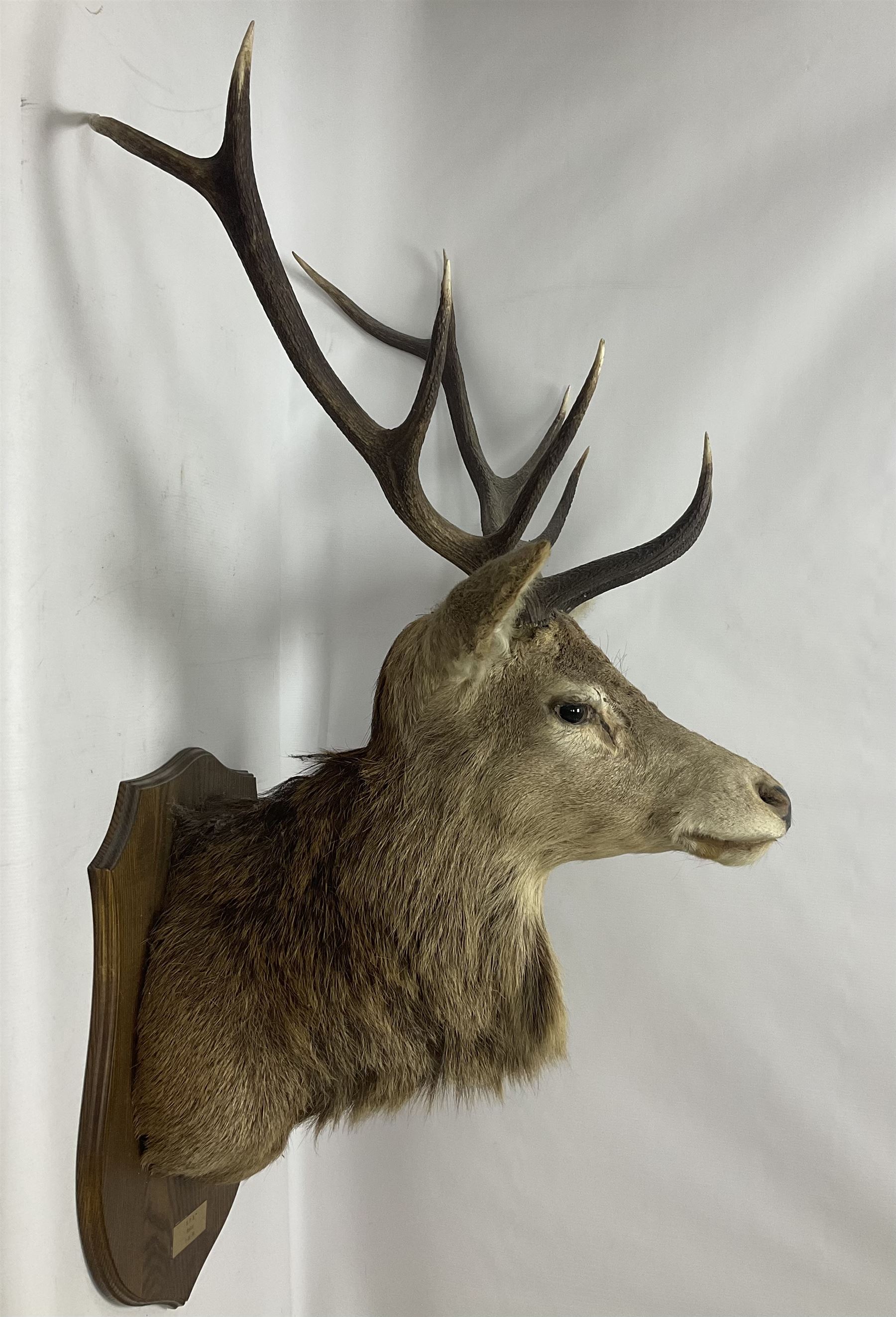 Taxidermy: Red Deer (Cervus elaphus), adult male imperial stag shoulder mount looking straight ahead, ten point antlers, mounted upon a shaped wooden shield, D65cm