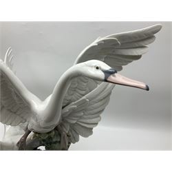 Large Lladro figure group, Swans Take Flight, modelled as two swans upon raised on circular wooden plinth, sculpted by Salvador Debon, H68cm
