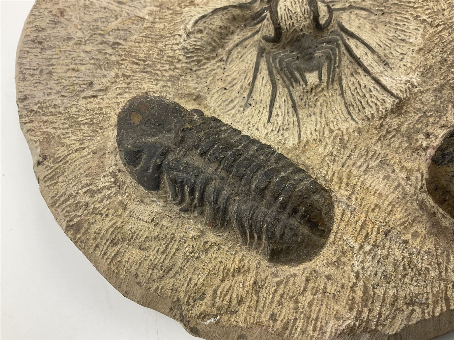 Montage group of trilobites in stone matrix, showing four Crotalocephalina gibba and one Dicranurus monstrosus to the centre, age; Devonian period, location; Morocco, D23cm 
