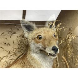 Taxidermy: 19th century cased display Red Fox (Vulpes vulpes), full adult mount in seated position with tail curled in front, in a naturalistic setting, encased within a ebonised single pane display case, H64cm, L58cm