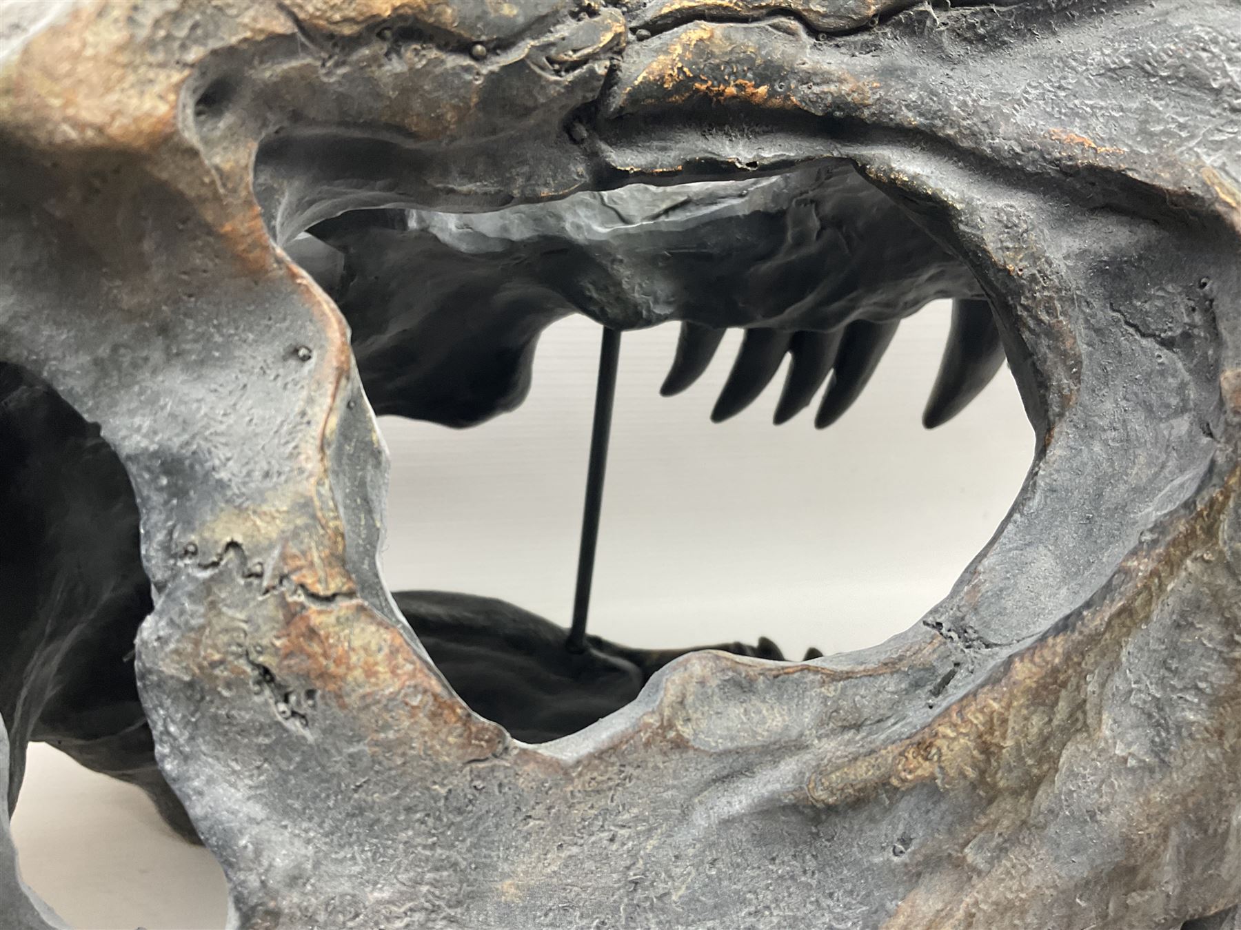 Composite model of a T-Rex dinosaur Skull, L50cms, H36cm 