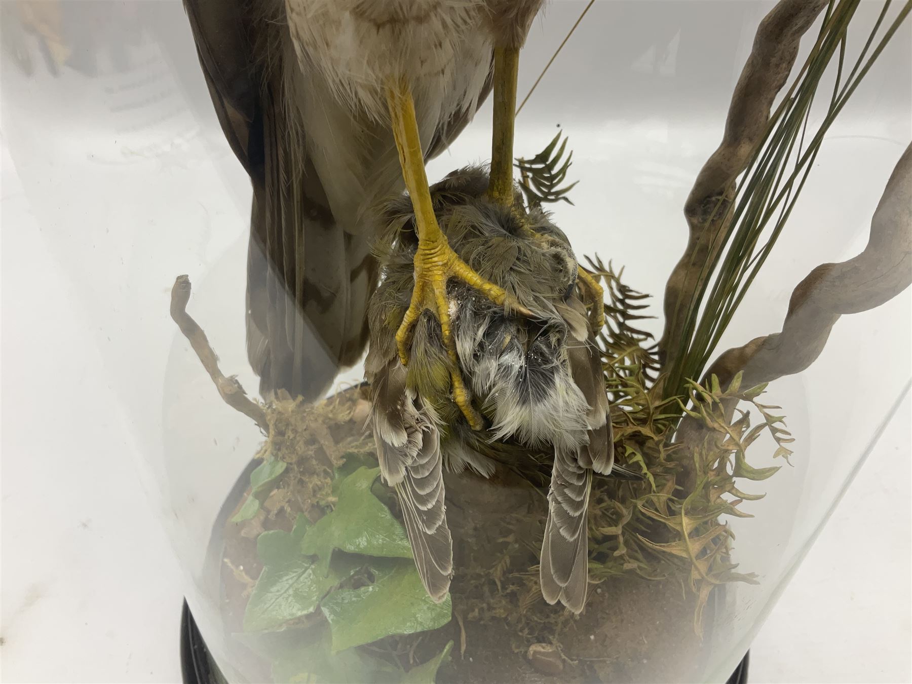 Taxidermy; Victorian European Sparrowhawk (Accipiter nisus), a full mount adult with pray,  perched upon a tree stump amidst a naturalistic setting, encased within a glass dome with an ebonised base, H55cm