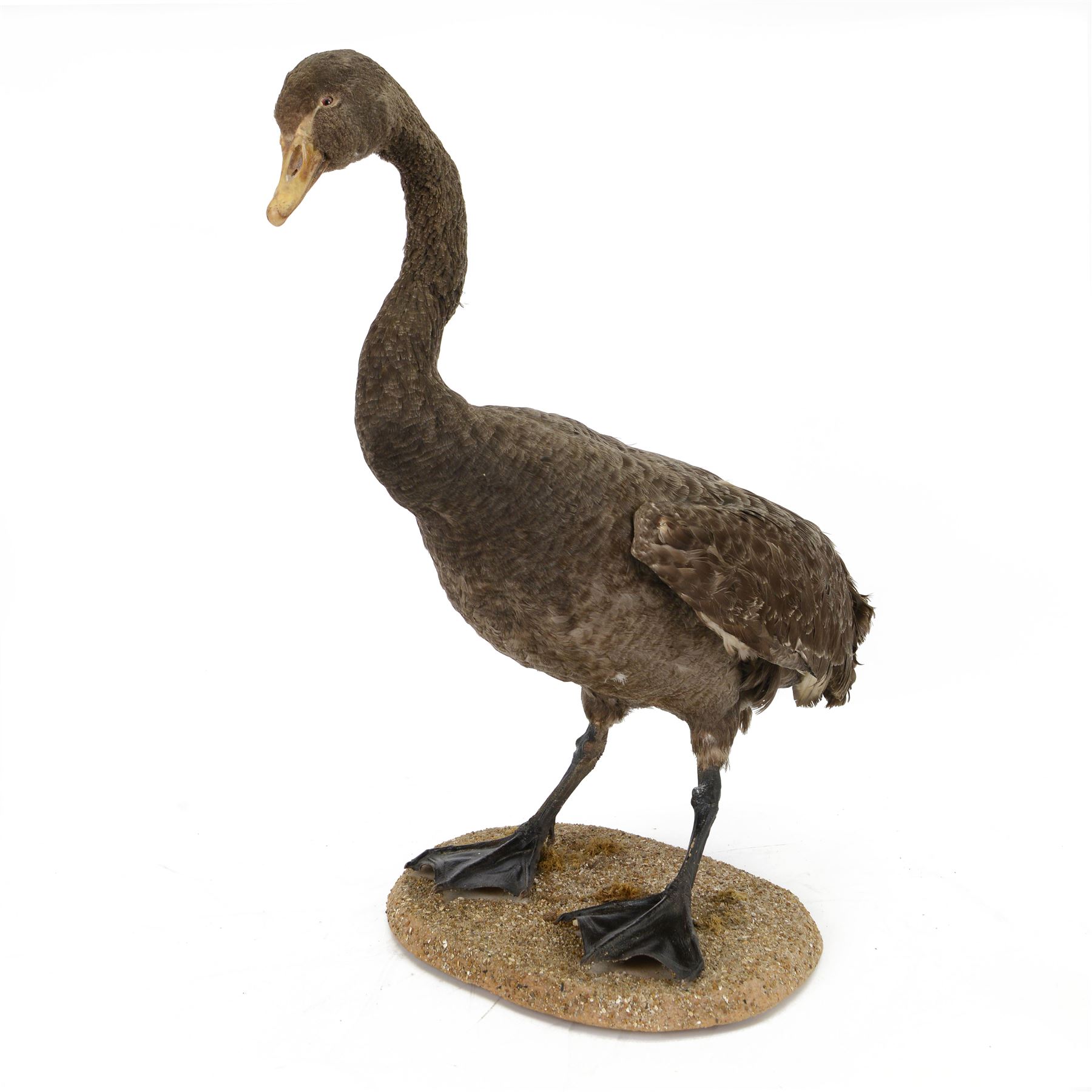 Taxidermy: Black Swan (Cygnus atratus), full mount adult looking straight ahead, stood upon an oval pebble covered base, H68cm