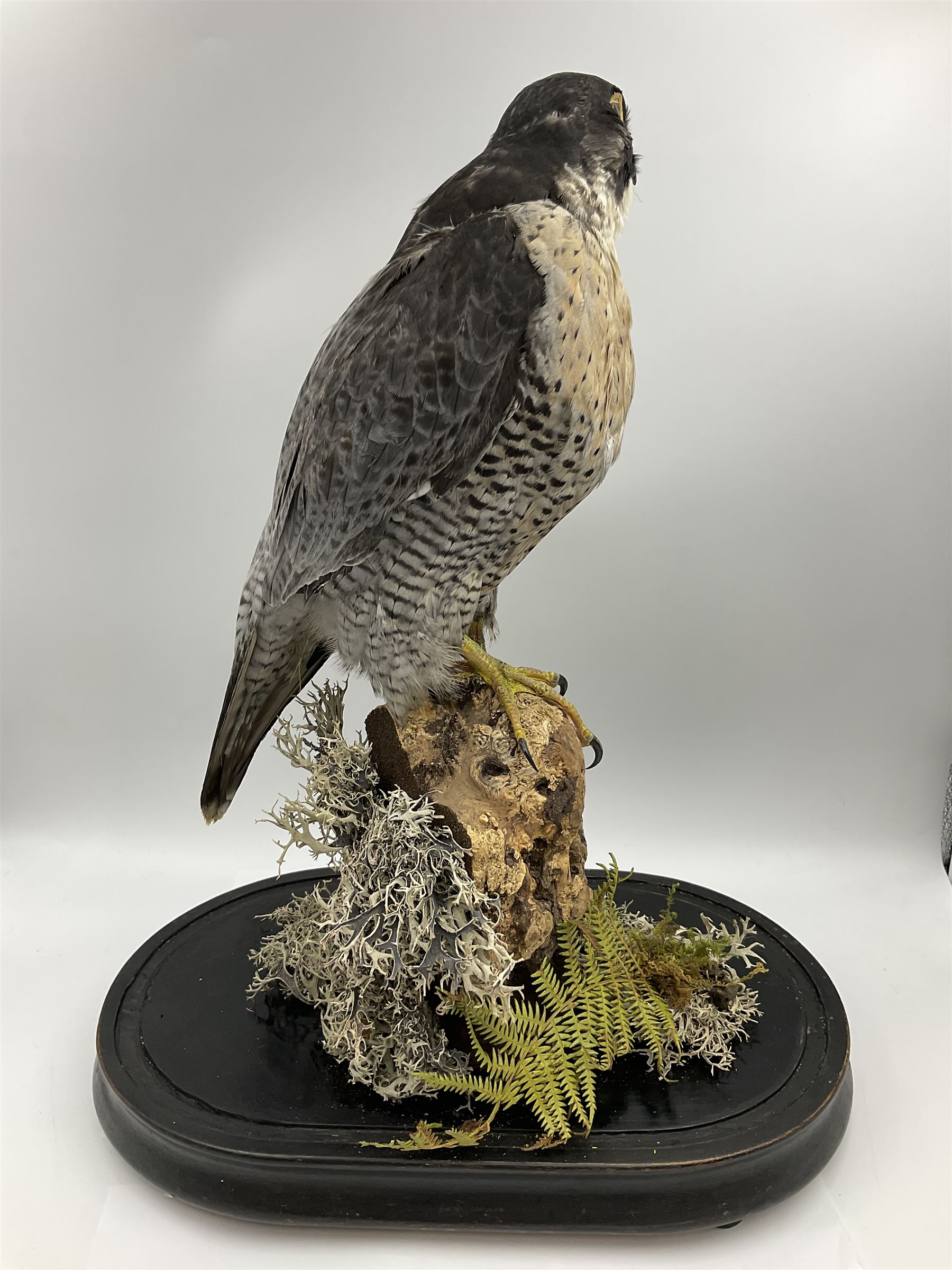 Taxidermy: Victorian cased Peregrine Falcon (Falco peregrinus), full female mount  stood atop a tree stump in a naturalistic ground, enclosed beneath a period oval glass dome with ebonised base, raised upon four bun feet, H54cm D20cm W34cm