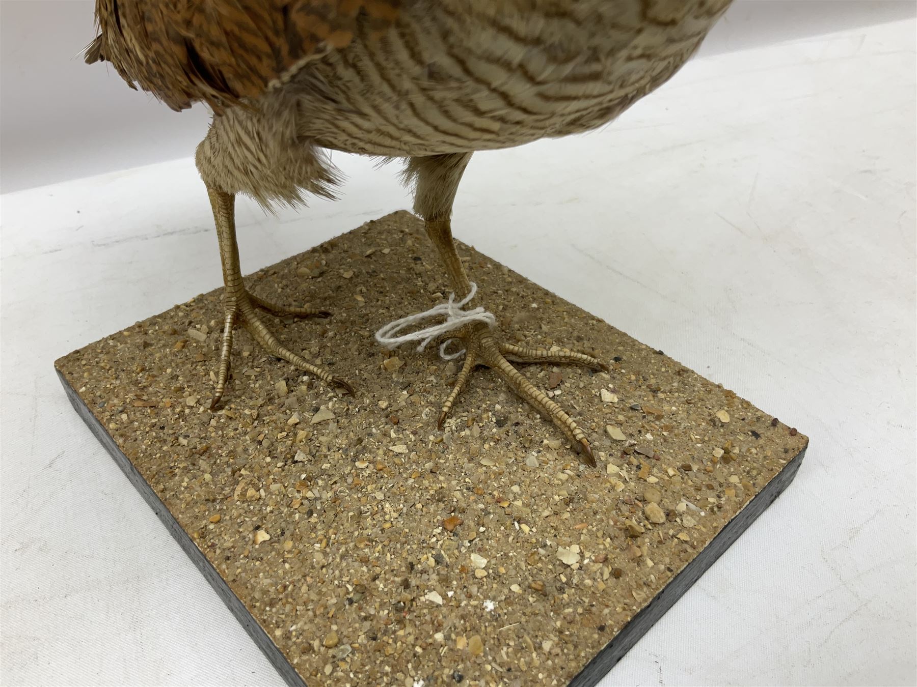 Taxidermy: Two Woodcock (Scolopax rusticola), both adult mounts on open display upon wooden bases, tallest example H22cm 