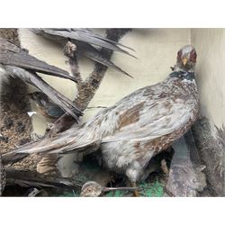 Taxidermy; cased bird diorama, to include Red-neck Pheasants (Phasianus colchicus) adult mounts hen and cock, Common Kestrel (Falco tinnunculus), Common Blackbird (Turdus merula), Starling (Sturnus vulgaris) and others,  in a naturalistic setting, encased within a single pane display case, H66cm, L97cm