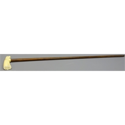  Palm wood Walking stick with walrus ivory handle, metal ferrule, L94cm  