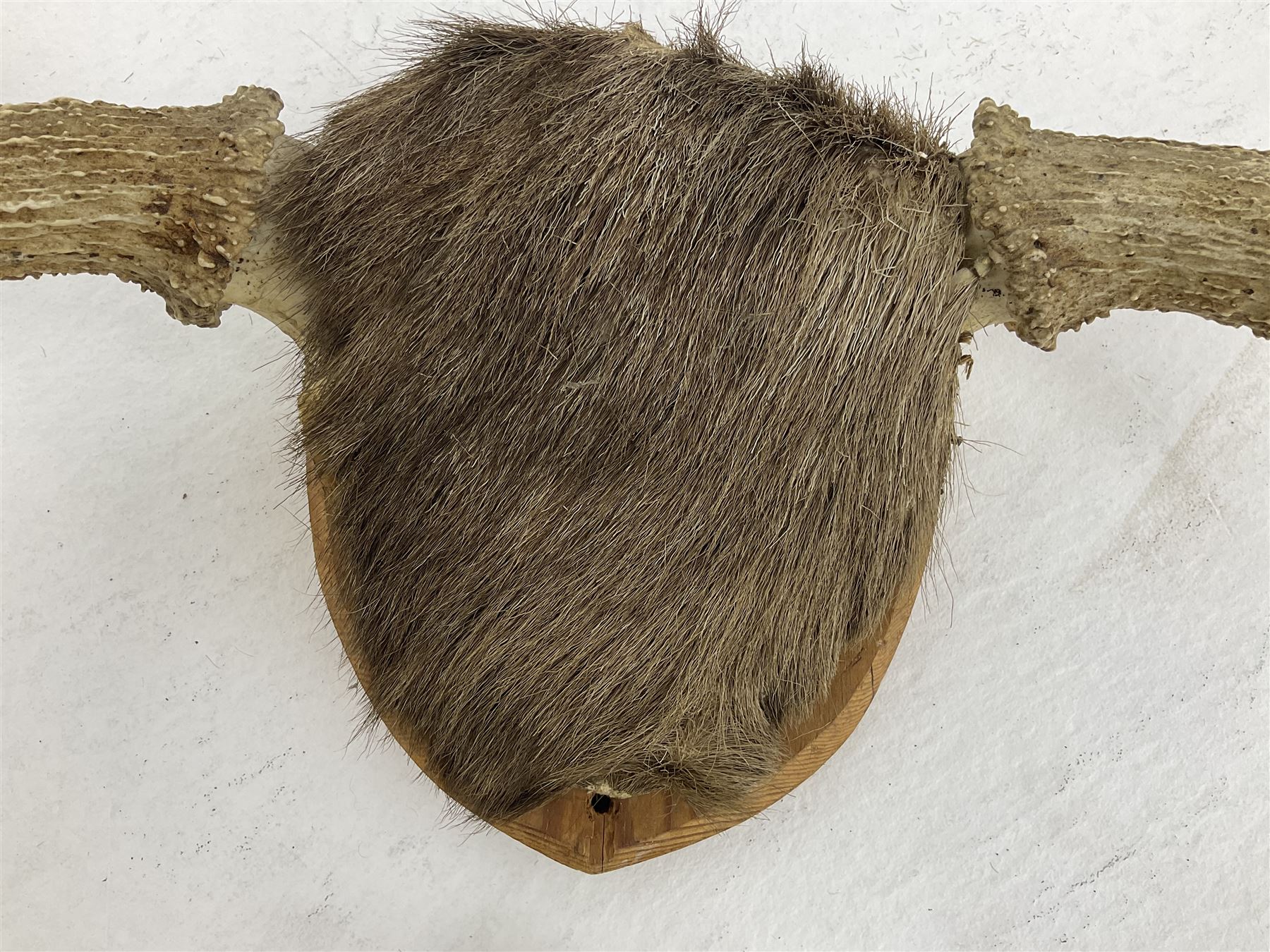 Antlers/horns: European Moose (Alces alces), two pairs of antlers on part upper skulls, one with fur covered frontlet, largest W85cm