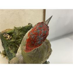 Taxidermy: Cased Green Woodpecker (Picus viridis), full adult mount  perched upon a tree against a white ground encased within three panel glass display case, H38, L24cm 