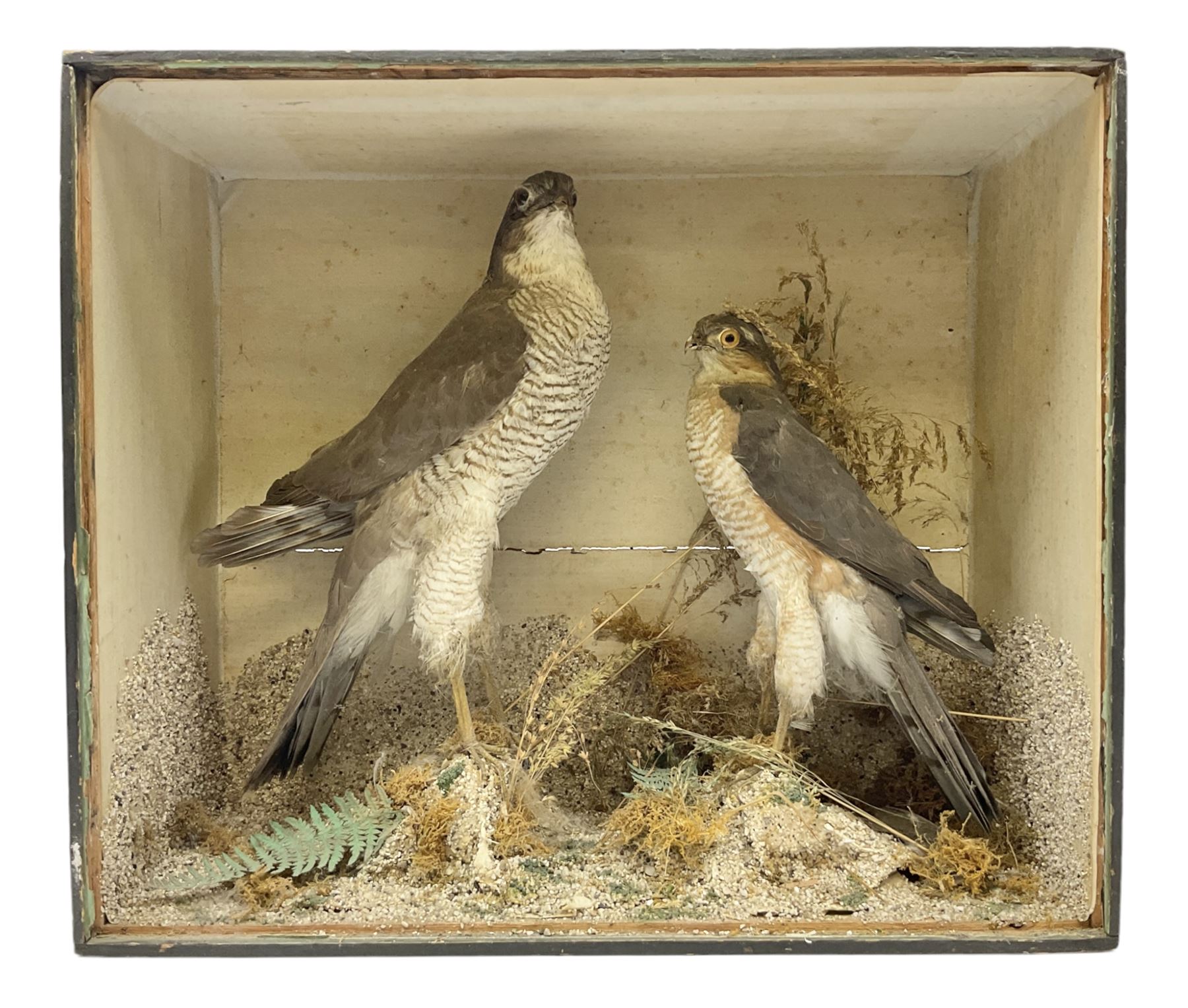 Taxidermy; Victorian cased pair of Sparrowhawks (Accipiter nisus), male and female full mounts, on a naturalistic setting, encased within an ebonised single pane display case, H40, W47cm, D19.5cm