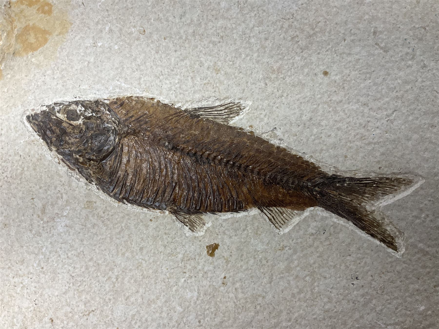 Four fossilised fish (Knightia alta) in a single matrix, age; Eocene period, location; Green River Formation, Wyoming, USA, matrix H25cm, L31cm