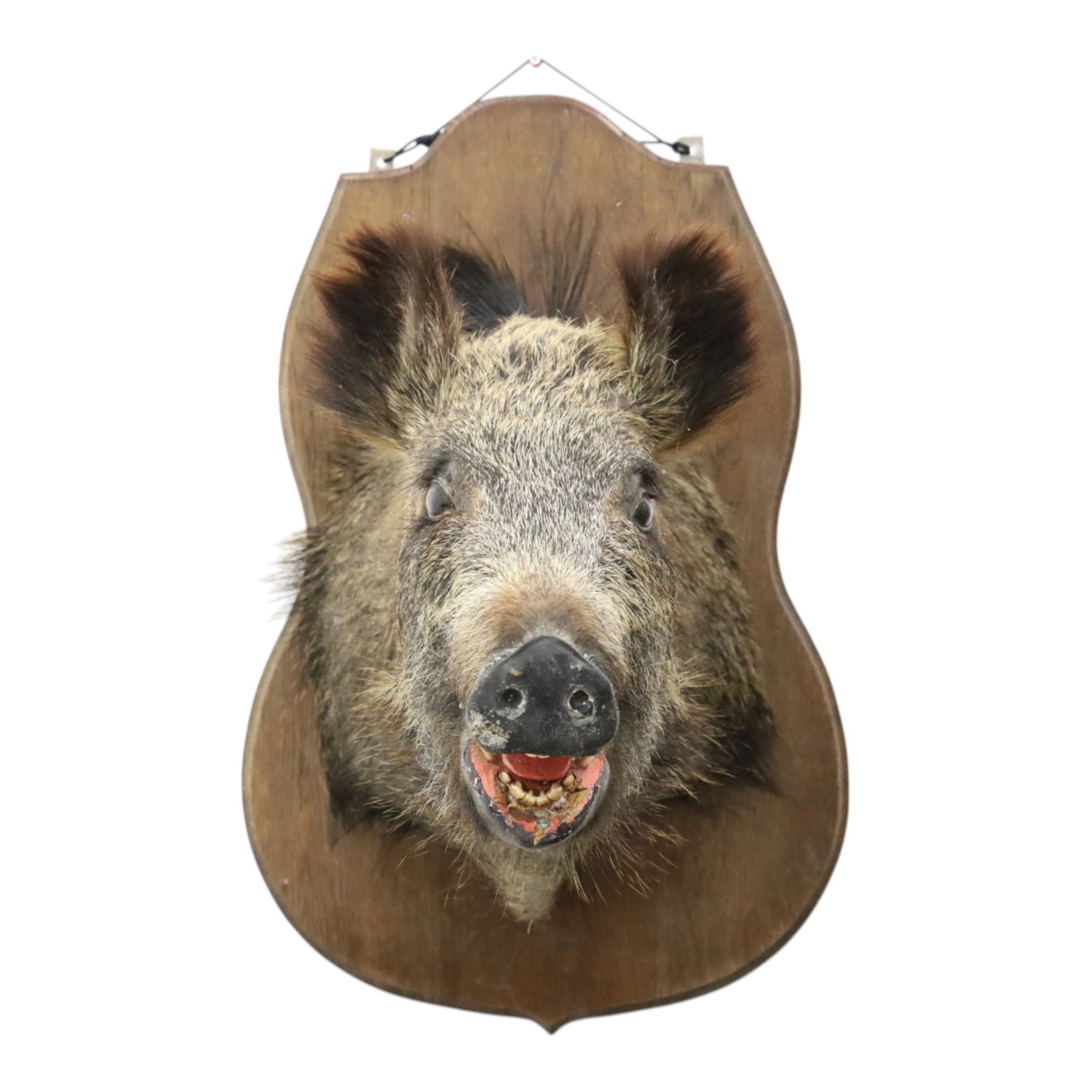 Taxidermy - Wild Boars head on oak wall shield H65cm