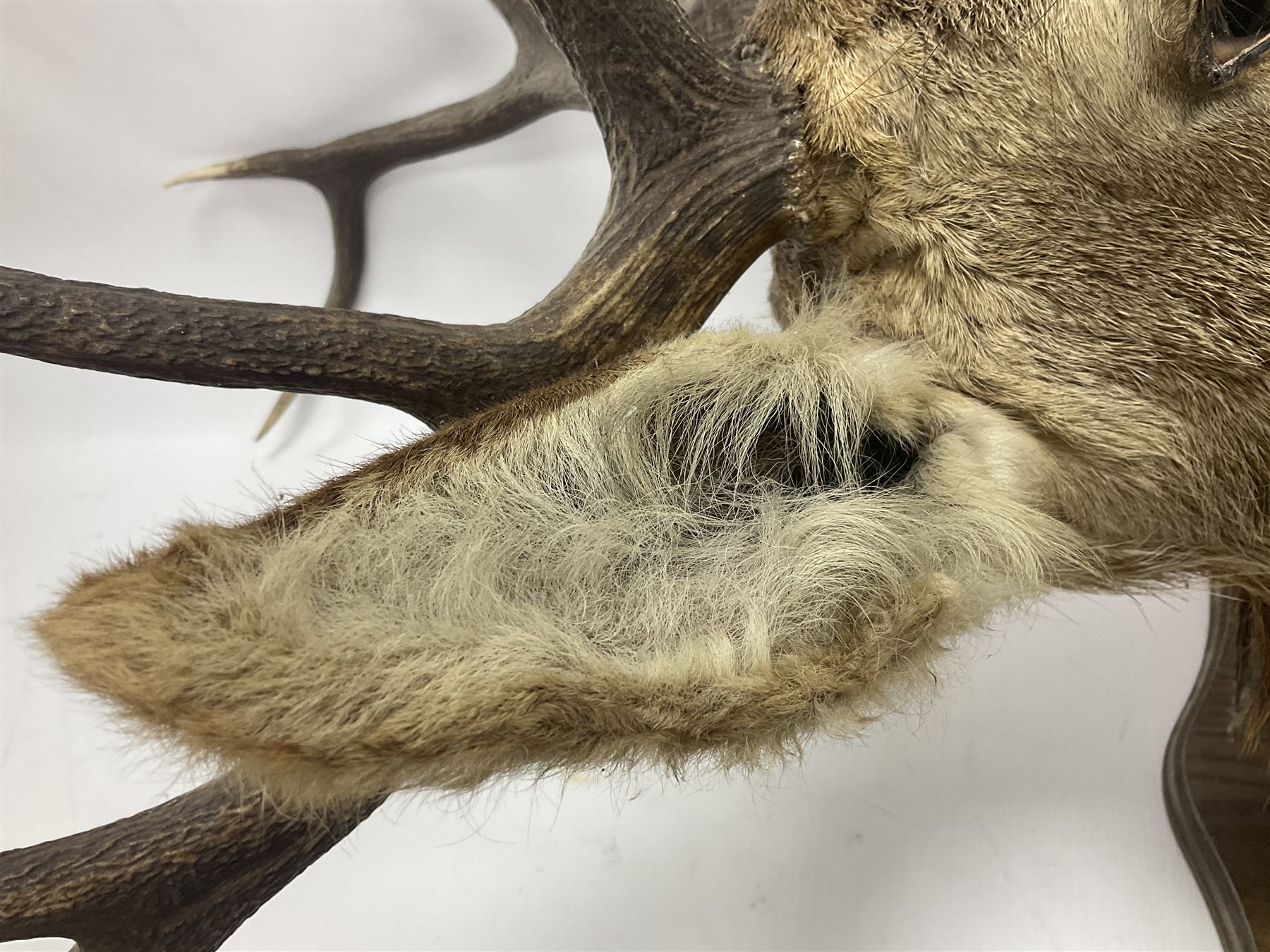 Taxidermy: Red Deer (Cervus elaphus), adult male imperial stag shoulder mount looking straight ahead, ten point antlers, mounted upon a shaped wooden shield, D65cm