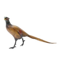Cold painted bronze formed as an alert Pheasant, W30cm
