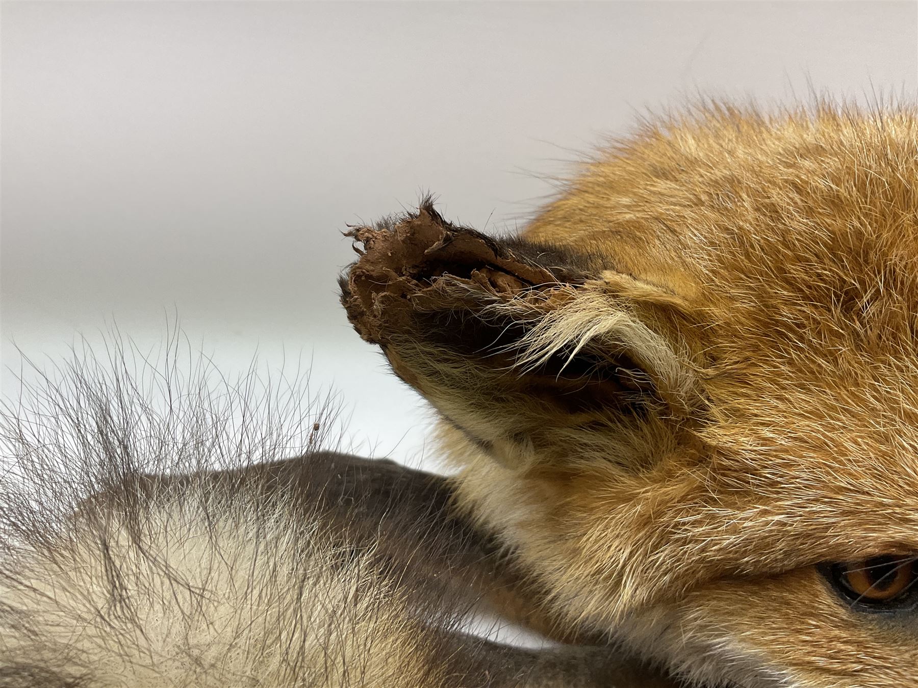 Taxidermy: Fireside red fox (Vulpes vulpes), a full mount adult fox in recumbent position, L44cm. 