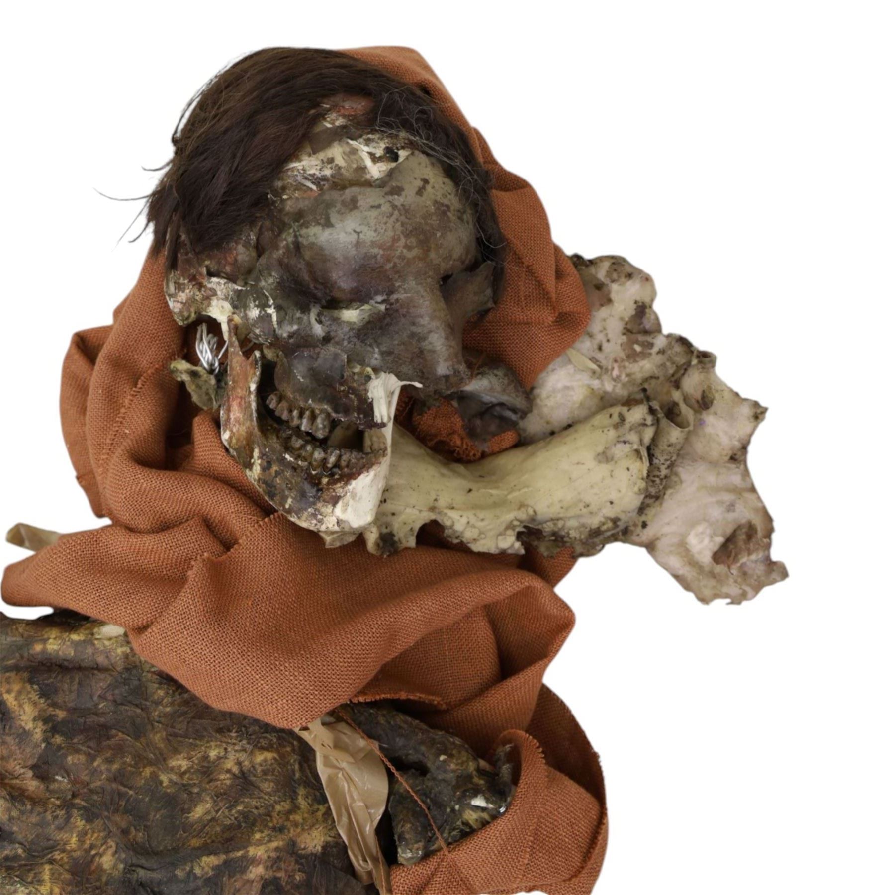 FILM PROPS; four decomposing prop cadavers, each with articulated joints and limbs, likely from a TV or film production, each prop displays intricate detailing with realistic aging and weathering, with a body bag