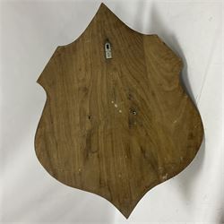 Taxidermy: European Wild Boar (Sus scrofa), adult male shoulder mount looking straight ahead mouth agape, mounted upon a wooden shield, D52cm