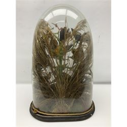 Taxidermy: late Victorian tropical bird diorama, containing several tropical birds to include, Black-headed Oriole (Oriolus Larvatus), Siskin (spinus), Green Honeycreeper (Chlorophanes spiza), each perched on branches, on an oval ebonised base, within a glass dome, H62cm, L40cm