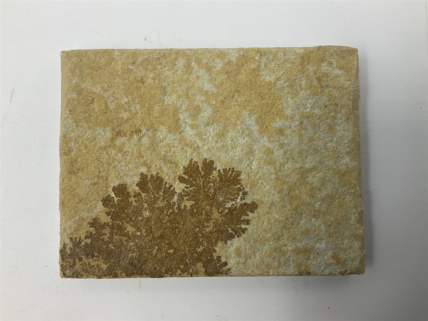 Six dendrite crystals each in an individual sandstone plaque, each plaque H6cm, L8cm