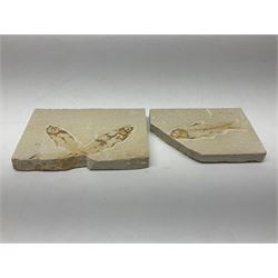 Three fossilised fish (Knightia alta) two in a single matrix, the other in an individual maxtrix, age; Eocene period, location; Green River Formation, Wyoming, USA, largest matrix H9cm, L15cm