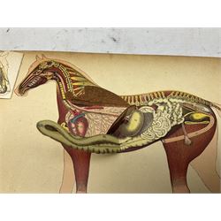 A. Schwarz, The Horse; Its External and Internal Organisation, An Illustrated Representation and Brief Description, Revised and Edited by George Fleming, London, George Philip & Son, with fold out anatomical plates