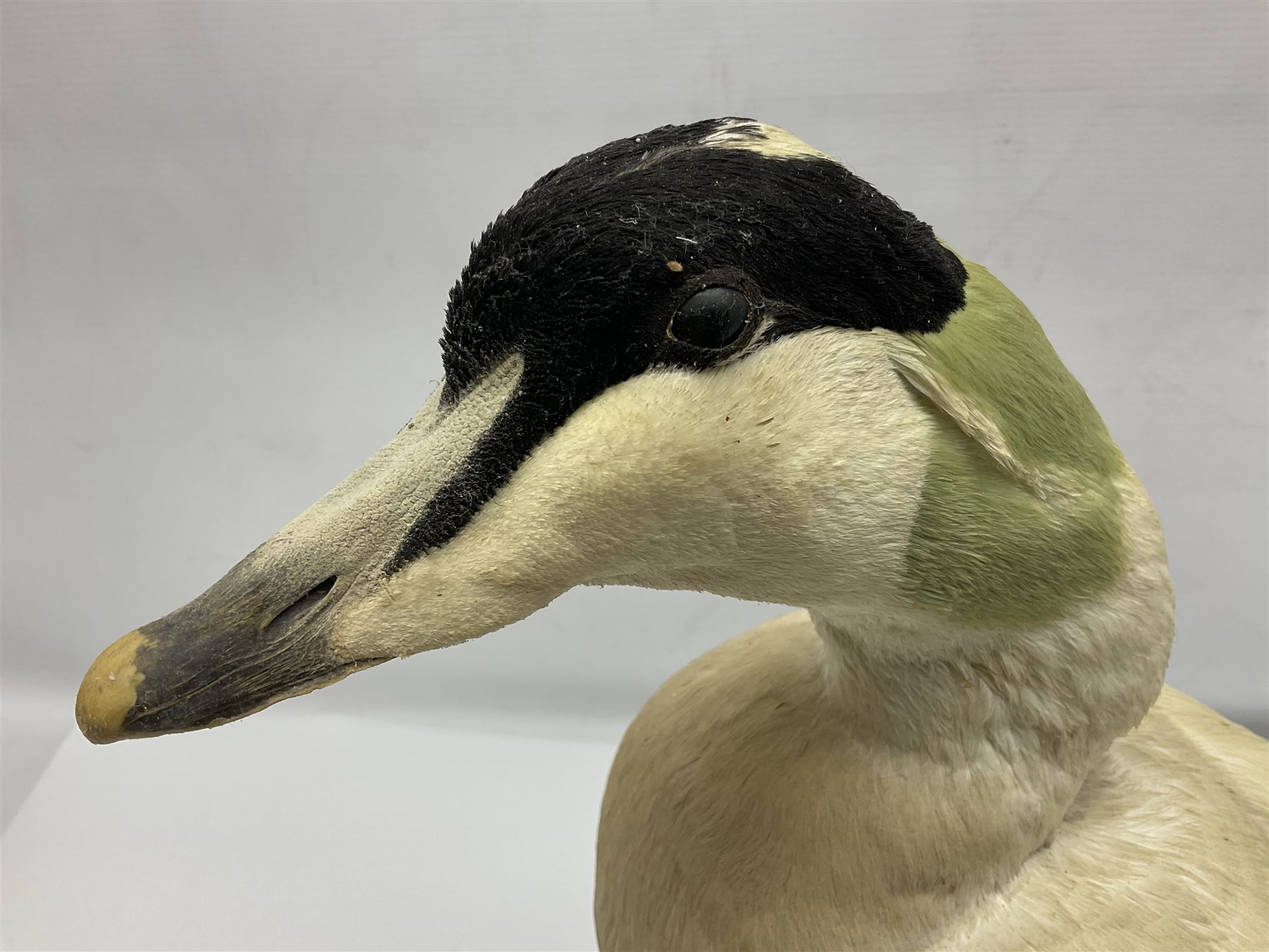 Taxidermy: Common Eider (Somateria Mollisima), full mount drake, upon an oval base, decorated with oyster shells, H42cm