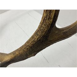 Antlers/Horns; Pair of Royal Red Deer (Cervus elaphus) antlers with partial skull on wooden wall shield, H130cm