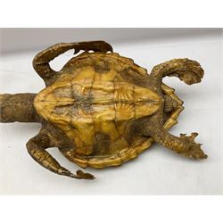 Taxidermy: Hawksbill Sea Turtle (Eretmochelys imbricata), juvenile full mount, beak to shell base L49cm