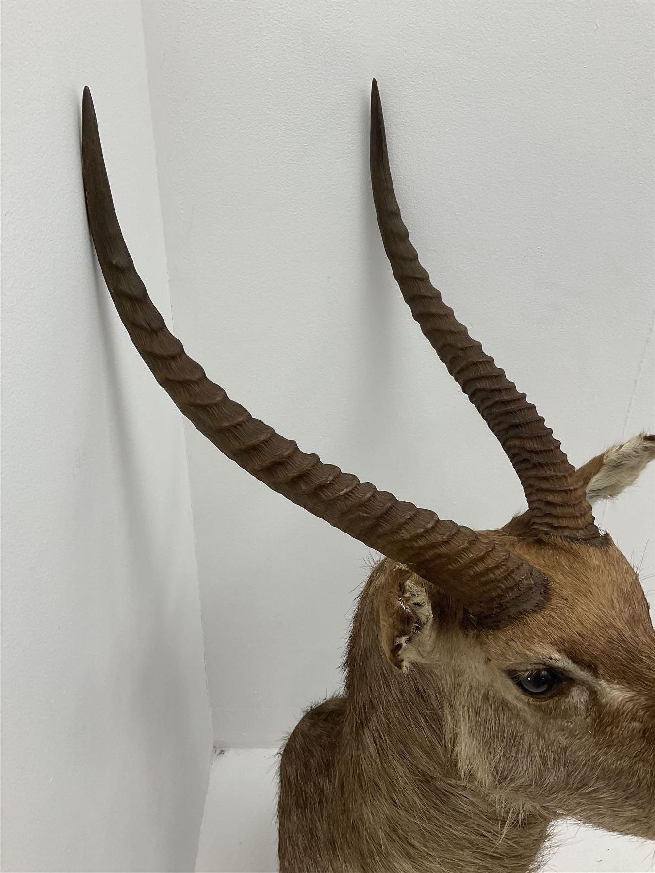 Taxidermy: East African Ellipsen Waterbuck (Kobus ellipsiprymnus), adult male shoulder mount looking straight ahead, approximately H120cm