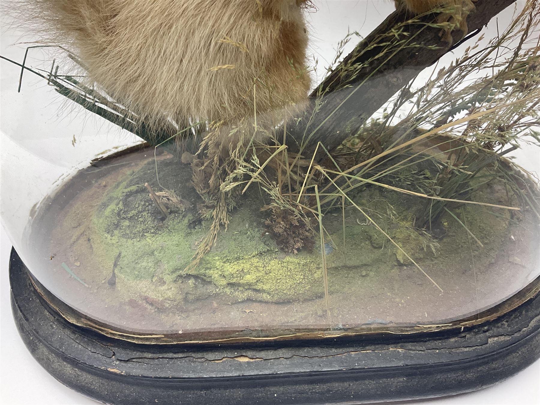 Taxidermy: Victorian cased Red Squirrel (Sciurus vulgaris), full mount adult, upon a tree branch with a naturalistic ground, enclosed beneath a period oval glass dome with ebonised base, raised upon four bun feet, H36cm 