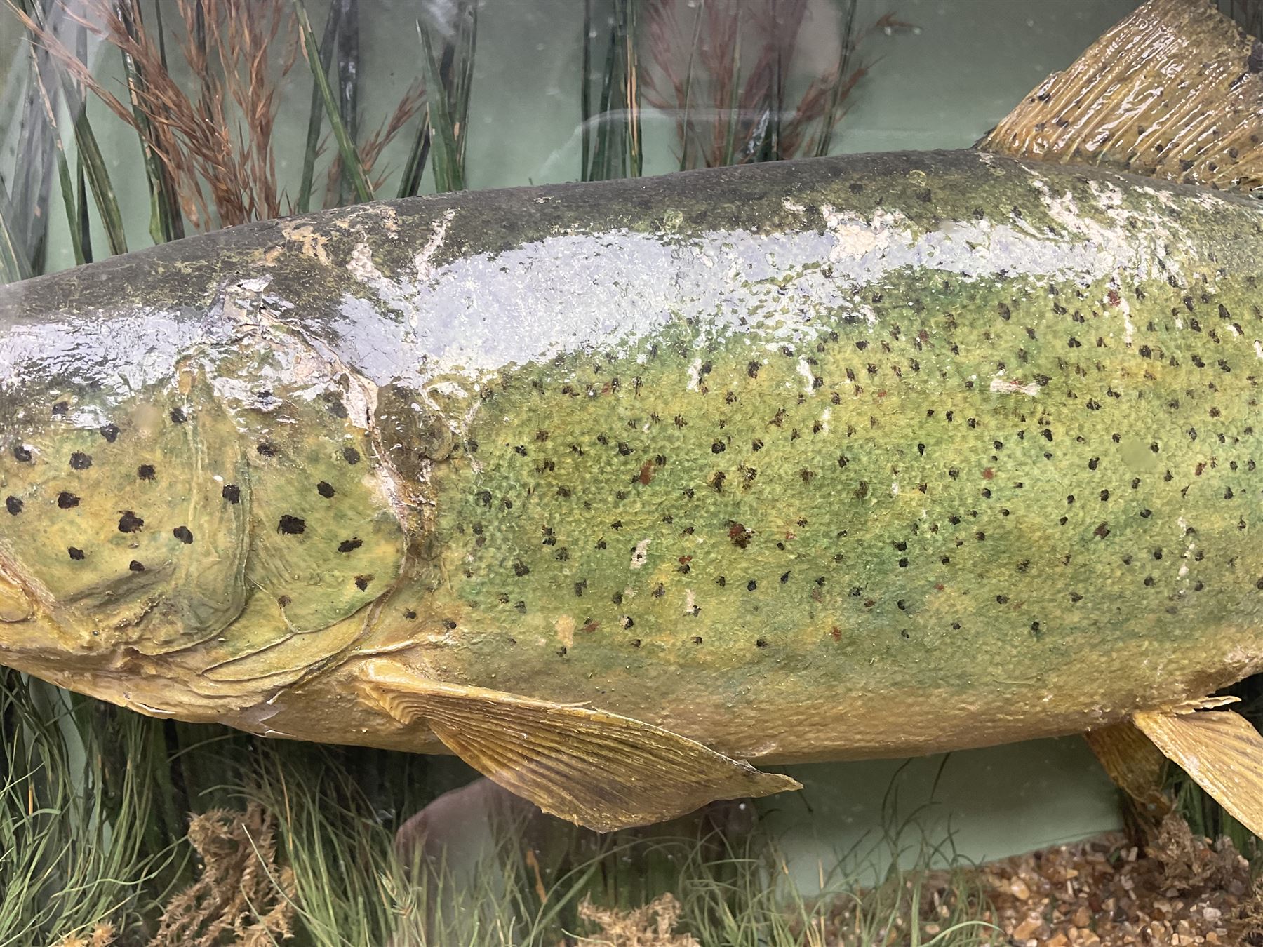 Taxidermy: Brown trout (Salmo trutta), skin mount set above a pebbled river bed with reeds and ferns, against blue painted back drop, enclosed within an ebonised bow-front display case, with 'Costa Beck May 27th 1911, Weight 2 1/2lbs', inscribed to the glass, H34cm, L58cm 