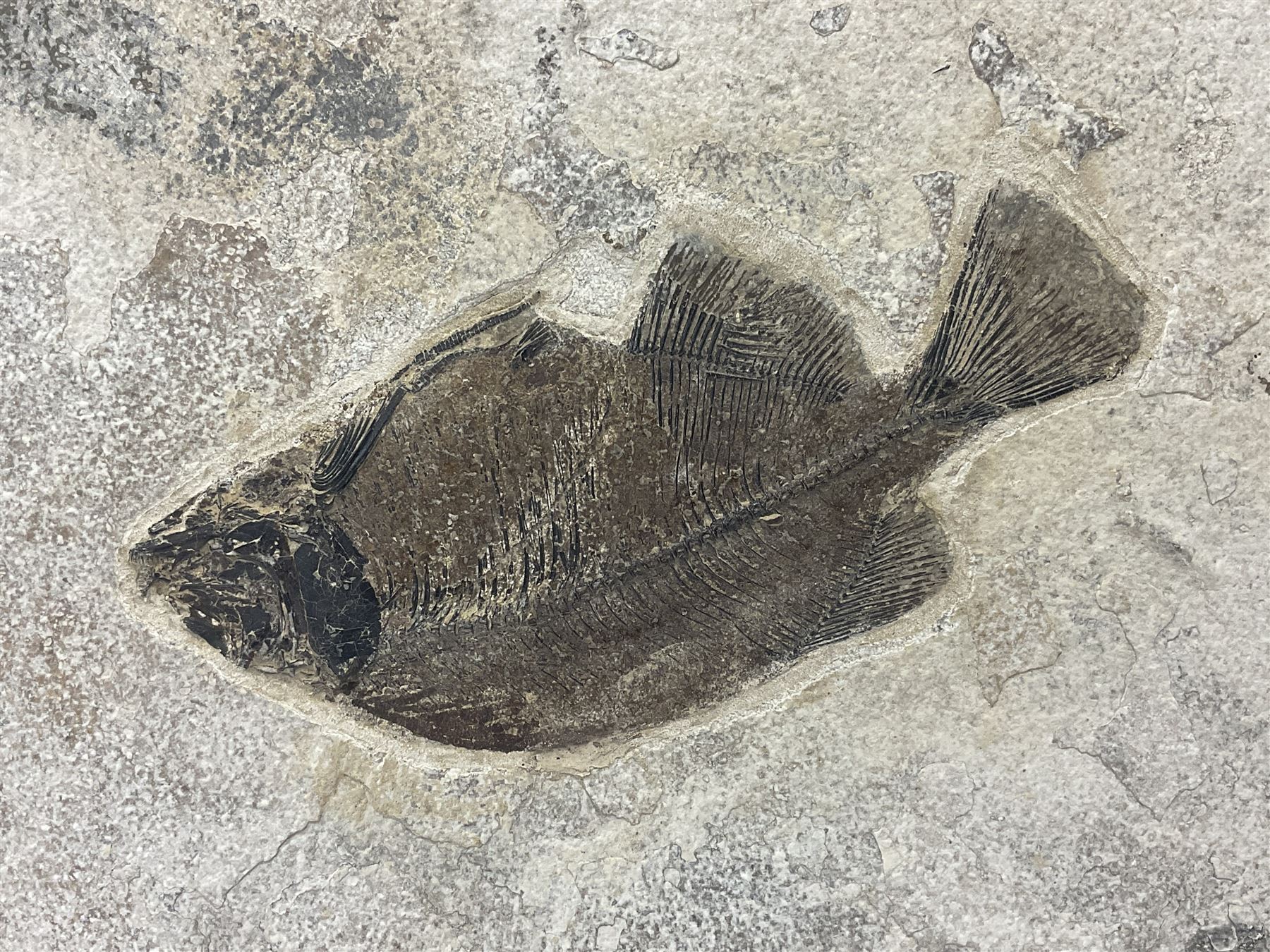 Fossilised fish group in a single matrix; freshwater fish presentation from the prehistoric system of three lakes known as the Green River Formation, featuring Priscacara, Phareodus testis, Diplomystus dentatus
 H59cm, L97cm