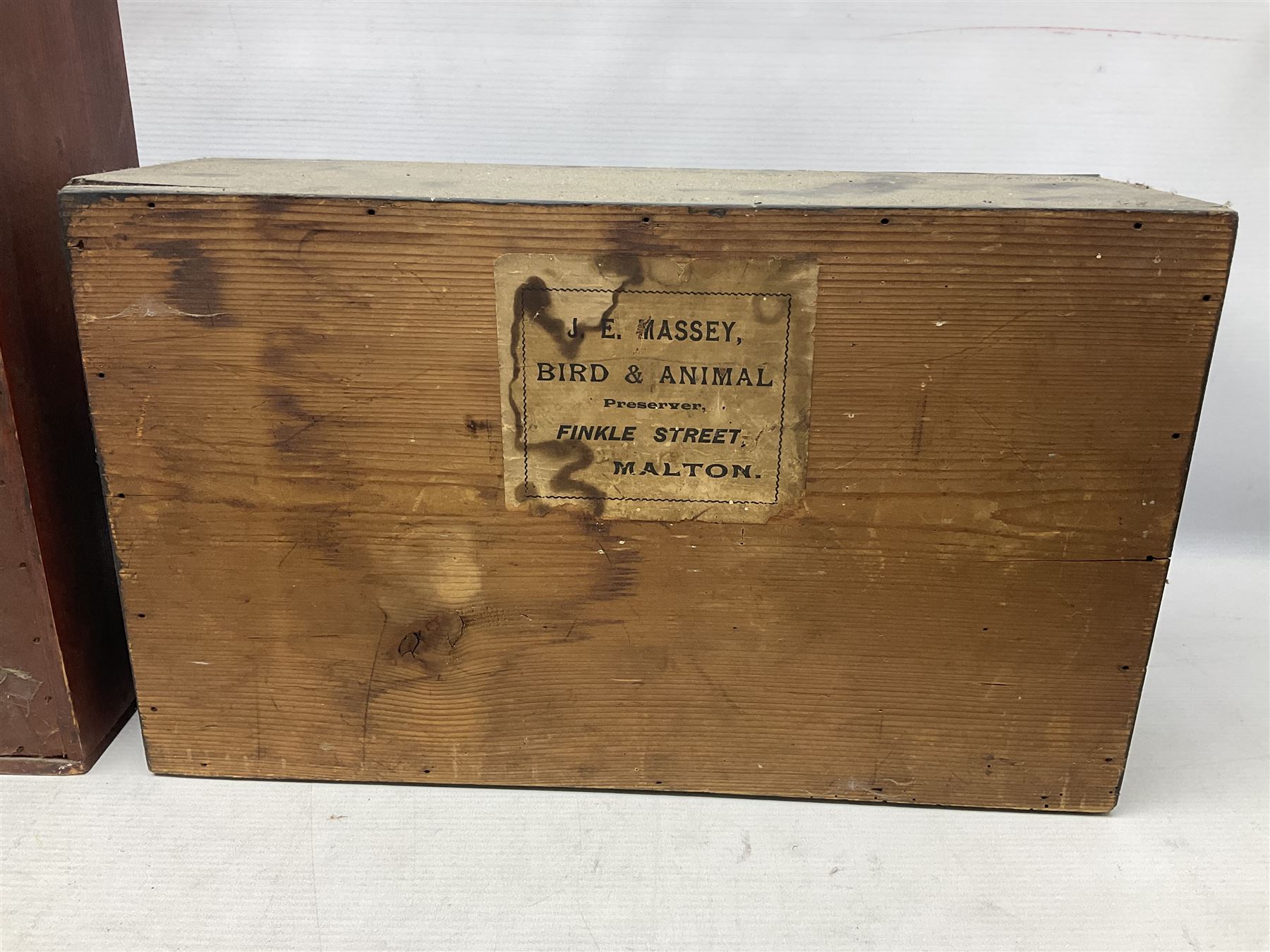Taxidermy: Red Squirrels (Sciurus vulgaris), full adult mount, climbing a small cut tree stump, in a naturalistic setting, encased within a single pane display case, together with cased Ermine ((Mustela erminea), full adult mount, in a ebonised single pane display case, squirrel case, H35cm, L38cm