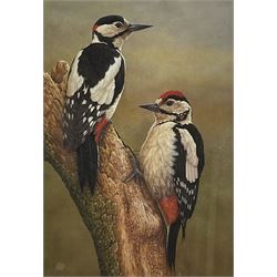 Robert E Fuller (British 1972-): Male and Female Great Spotted Woodpecker, limited edition colour print signed and numbered 77/850 in pencil 30cm x 22cm