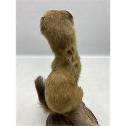 Taxidermy; Pine Marten (Martes martes) or similar, full adult mount mounted on a naturalistic branch, together with a weasel (Mustela) on a wooden plinth, pine marten H34cm