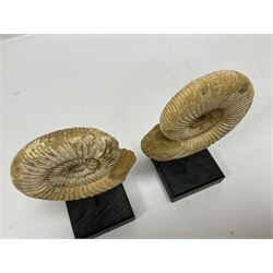 Pair perisphinctes ammonite fossils, each individually mounted upon a rectangular wooden base, age; Middle Jurassic location; Madagascar 