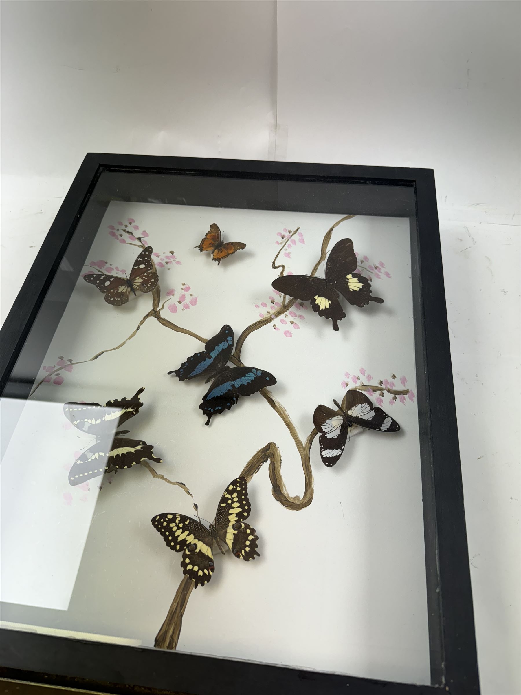 Entomology: Single glazed display of butterflies, circa 20th century, single glazed display containing seven various specimens, including green-banded swallowtail, and amauris crawshayi, pinned upon foam backing, enclosed within a glazed ebonised display case the backdrop painted with blossoming branches , H49cm, L39cm