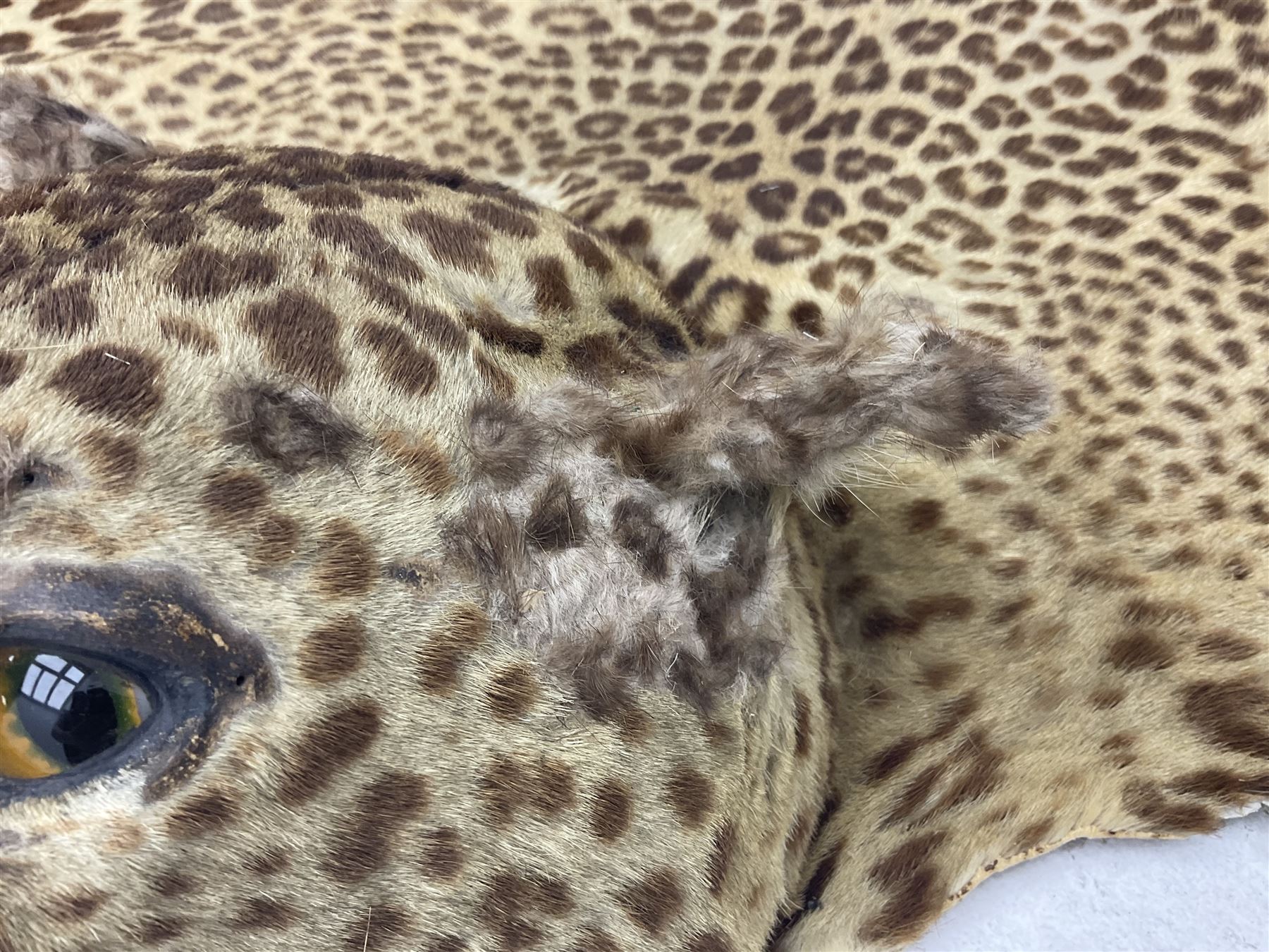 Taxidermy: Early 20th century Indian leopard (Panthera pardus fusca), adult skin rug with head mount, mouth agape, with limbs outstretched, nose to tail L156cm