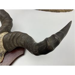 Taxidermy; Ring-necked Pheasant (Phasianus colchicus), adult female mount on open display, together with Pair of Hartebeest (Alcelaphus buselaphus) horns with upper skull, mounter upon a wooden shield, pheasant H40cm 