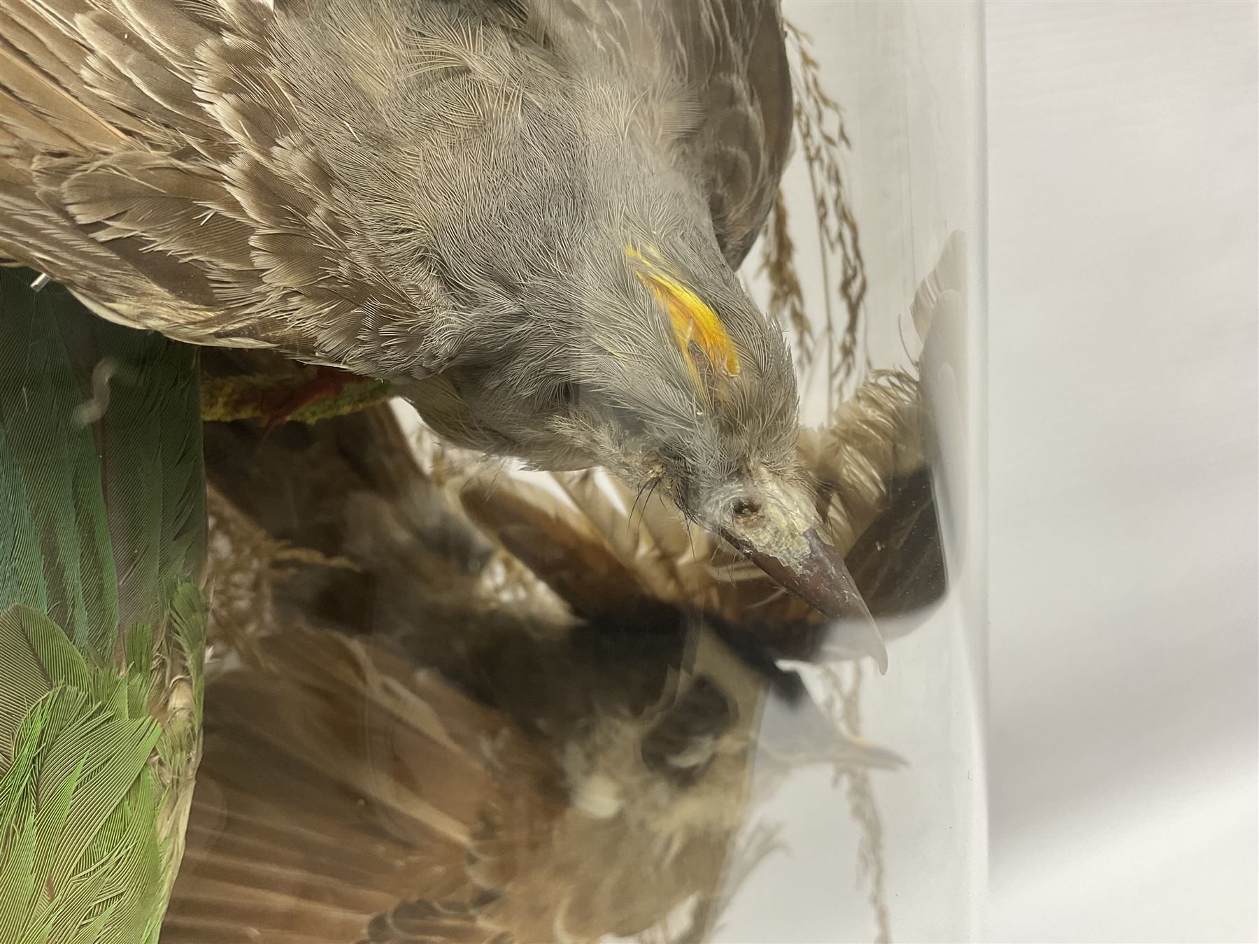 Taxidermy; large Victorian domed taxidermy diorama study of birds, with seventeen specimens including Ring Necked Parakeet, Blue Winged Warbler and Blackbird, the glass dome upon an ebonised wooden base, H77cm, W44cm