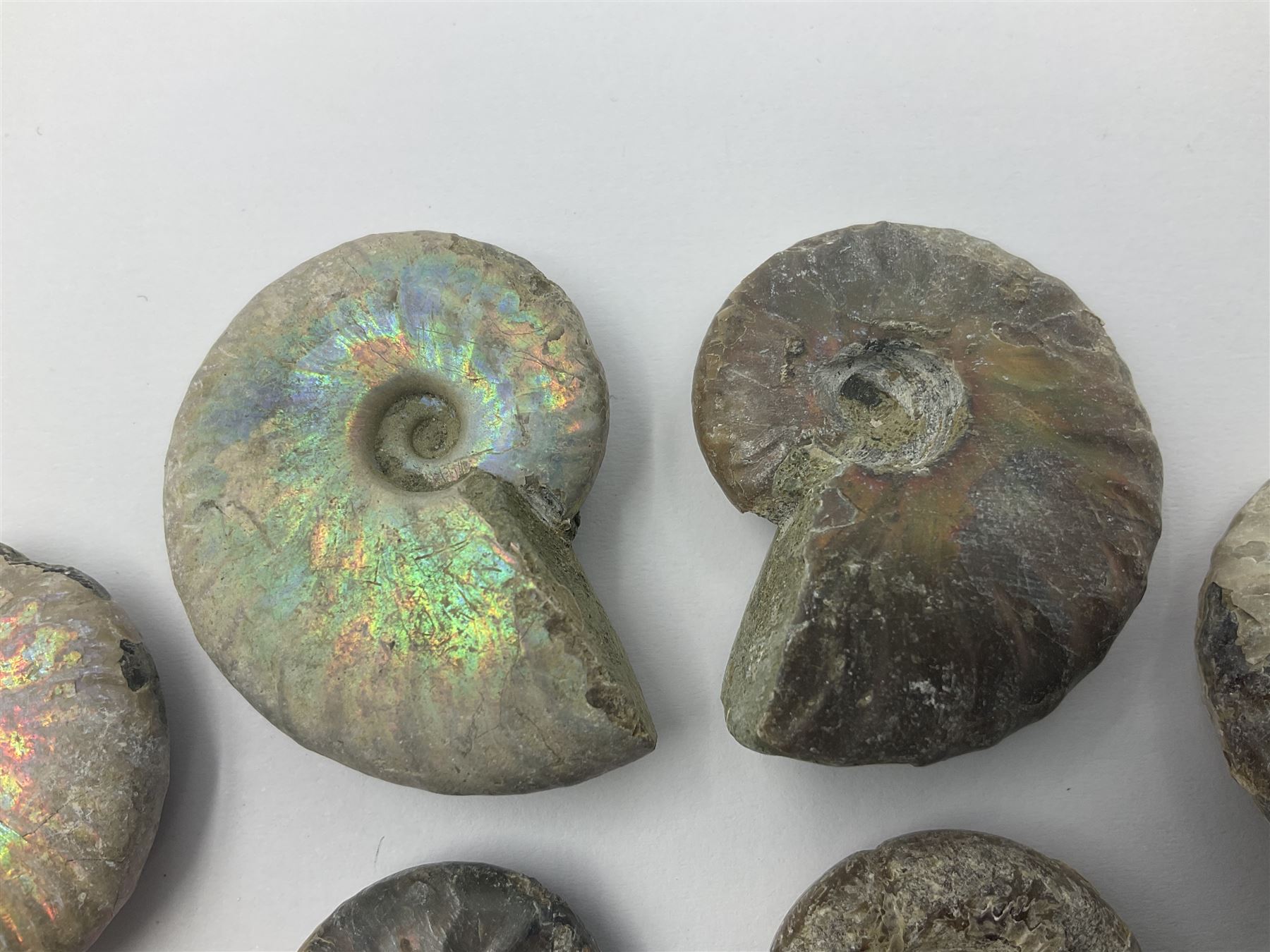 Ten ammonite fossils with nacreous aragonite shells, age; Cretaceous period, location: Madagascar, largest 3cm