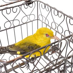 Taxidermy - Eurasian Golden Oriole (Oriolus oriolus), full adult mount in birdcage, H35cm