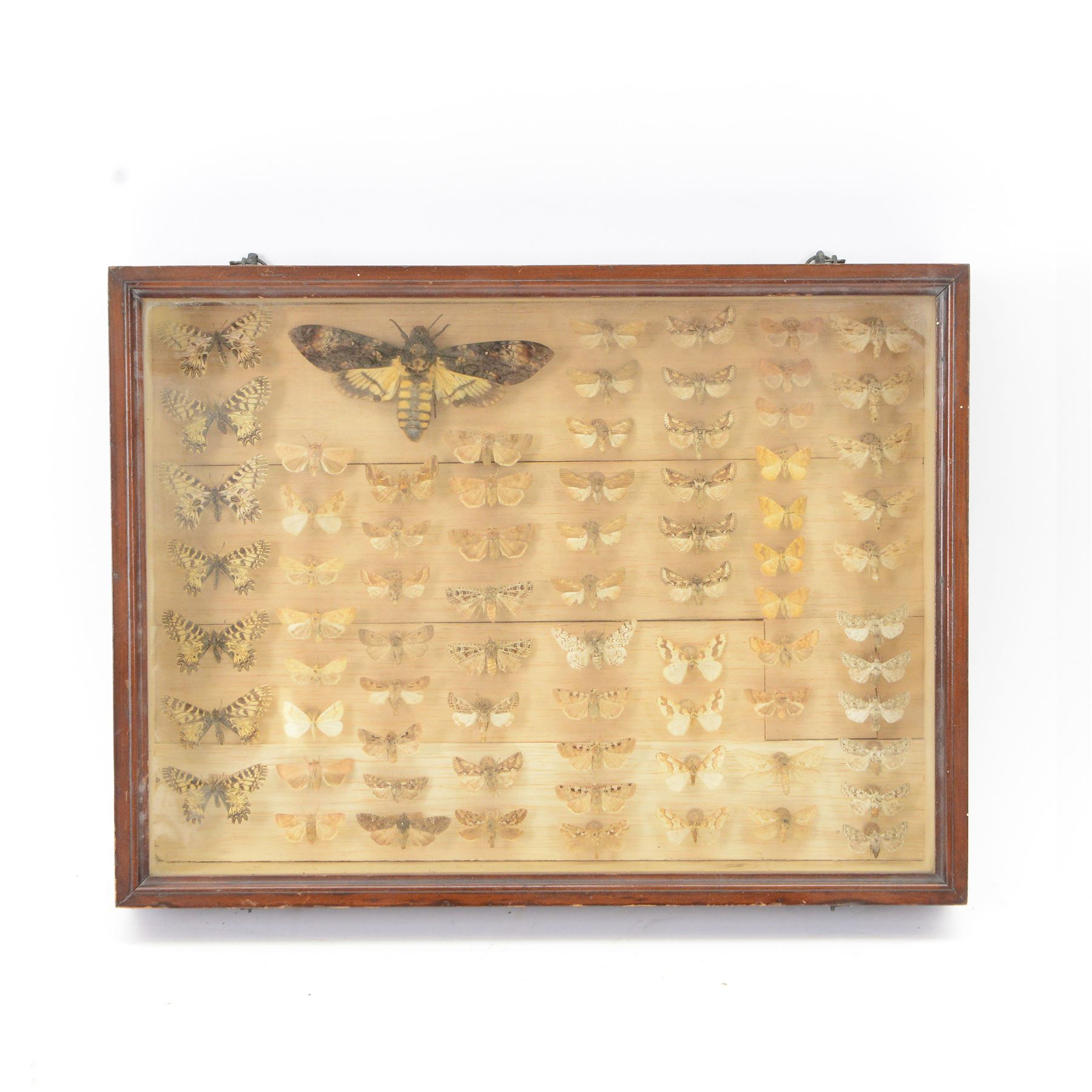 Entomology: Single glazed display of butterflies and moths, single glazed display containing approximately seventy five various specimens, including Zerynthia polyxena, Sideridis, Death Head Moth, all pinned, enclosed within a glazed entomology drawer, H31cm W41cm