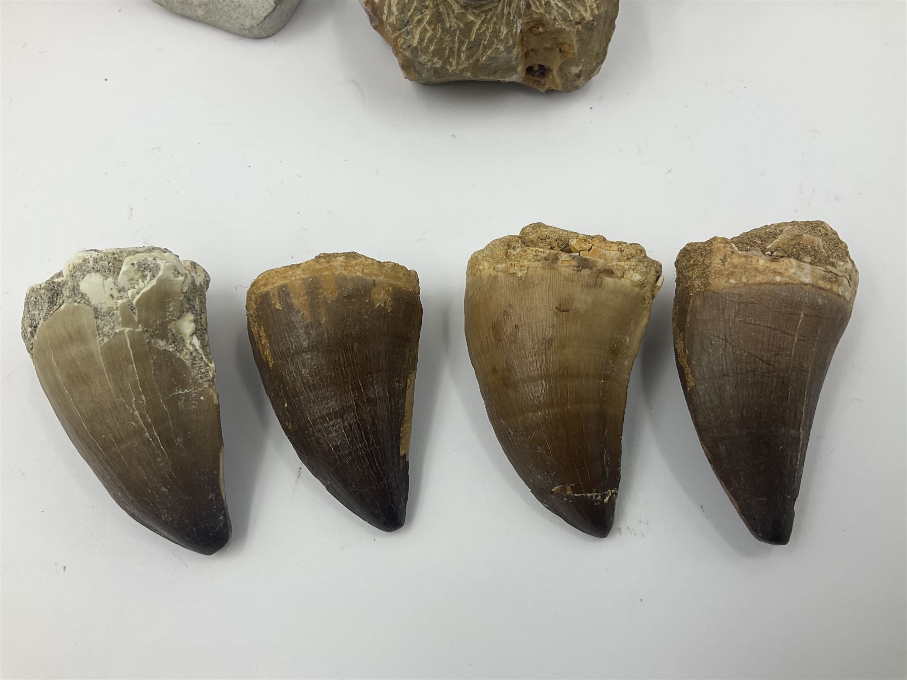 Dragonfly larvae (Libellula doris), together with four Mosasaur teeth, four trilobites (Crotalocephalina gibba) and one other tooth